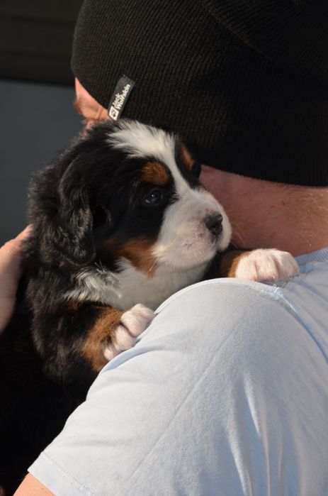 Berneński Pies Pasterski