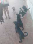 Cães para adopção