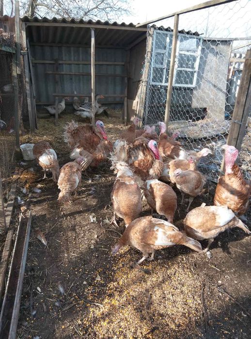 Індики та індички коричневий бурбон.