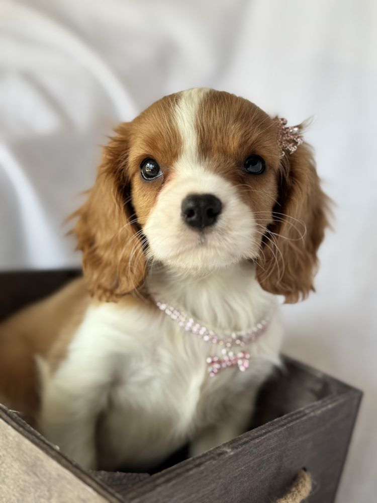 Sunia blenheim- Cavalier King Charles Spaniel