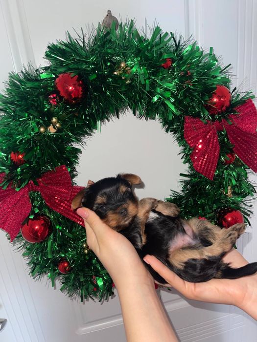 Бронювання останьгого хлопчика йоркширського тойтерєра