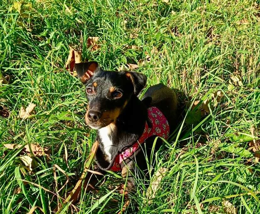 Elizka  4 kg,  urocza, filigranowa pinczereczka do adopcji