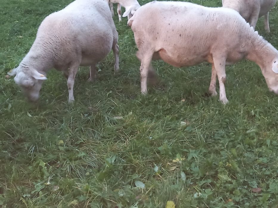 Jagnięta nolana/ dorper