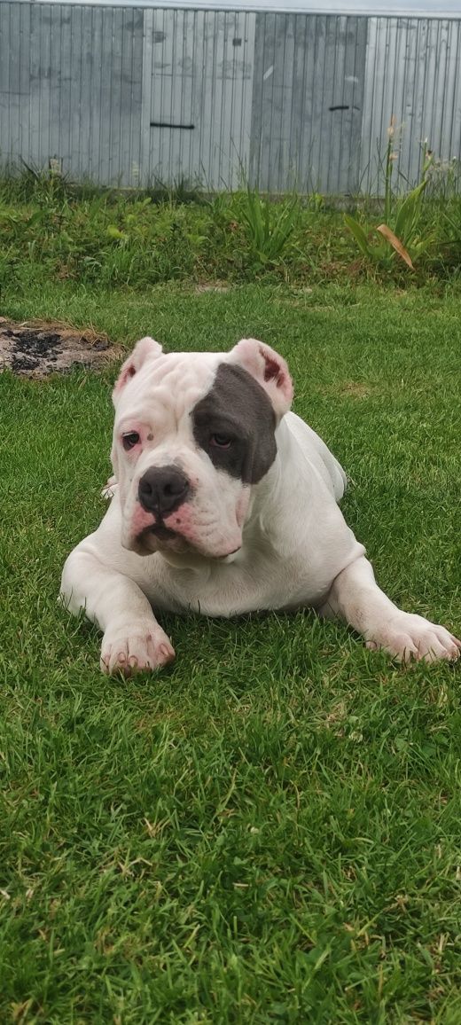 American bully standard Амбулли щенки ambully puppy