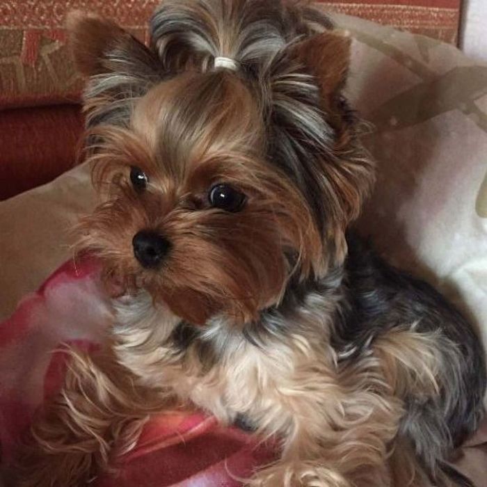 Йоркширський терьєр! Міні хлопчики і дівчатка. Зі Львова.