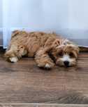 Maltipoo maltipu maltańczyk pudel toy red hybryda
