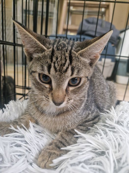 8msc kocurek szuka domku