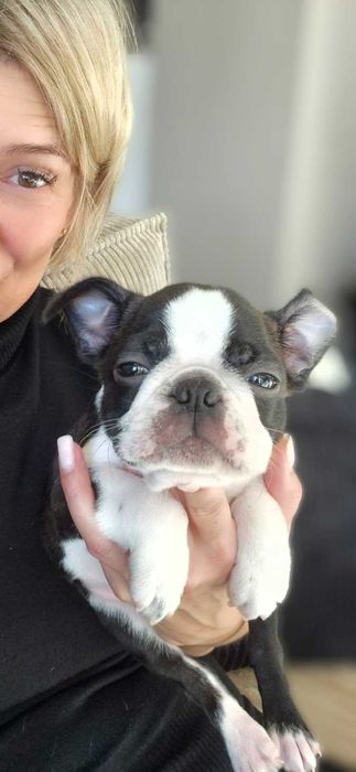 BOSTON TERRIER , Terra platino , samiec RIO, ZKwP/FCI