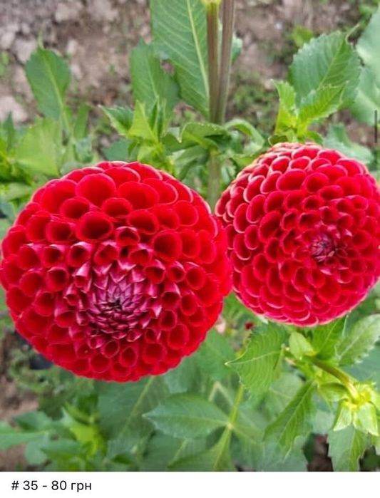 Жоржини кущі, георгіни