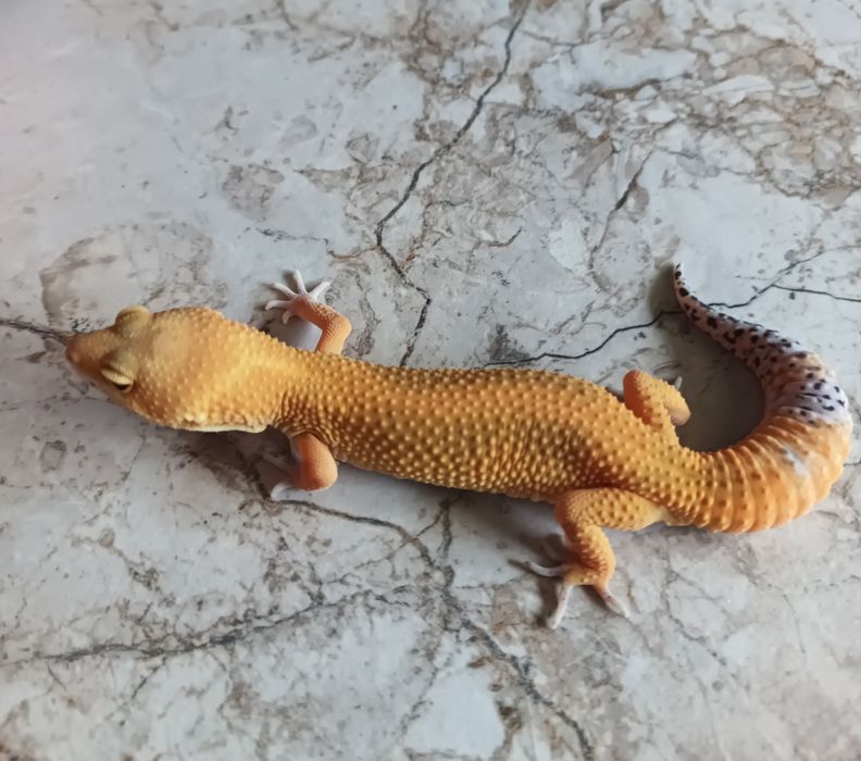 Gekon lamparci, eublefar lamparci Mandarin Tangerine