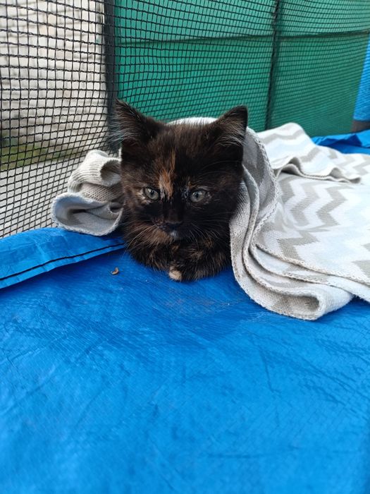 Отдам маленького котёнка