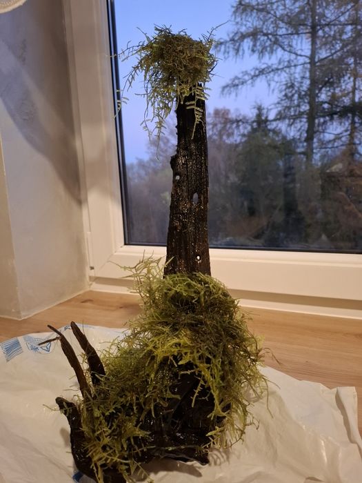 Sprzedam korzeń z mchem