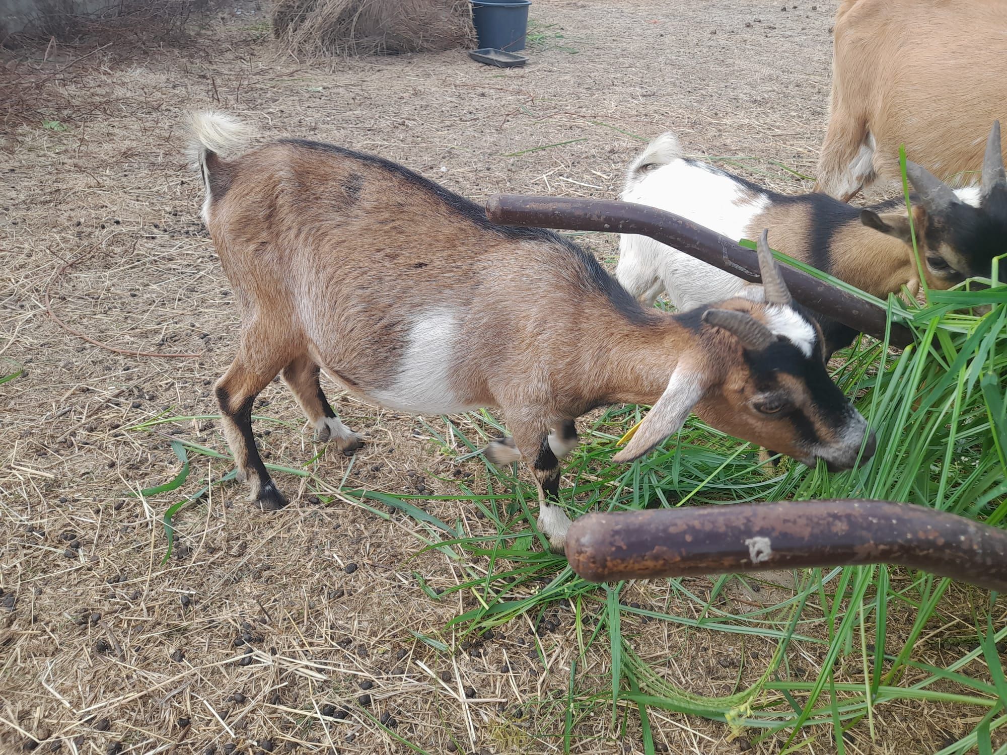 Cabras anas linda