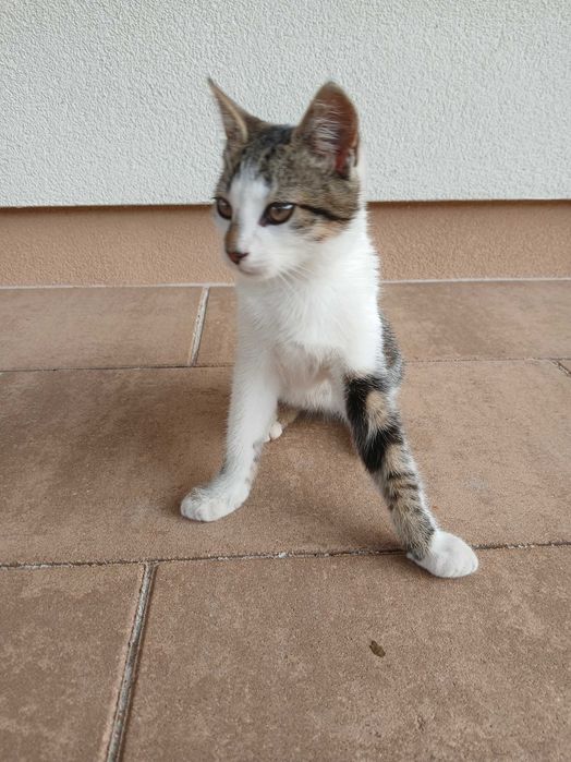 Oddam kotki w dobre ręce