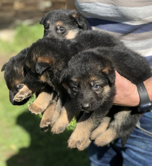 Цуценята німецької вівчарки