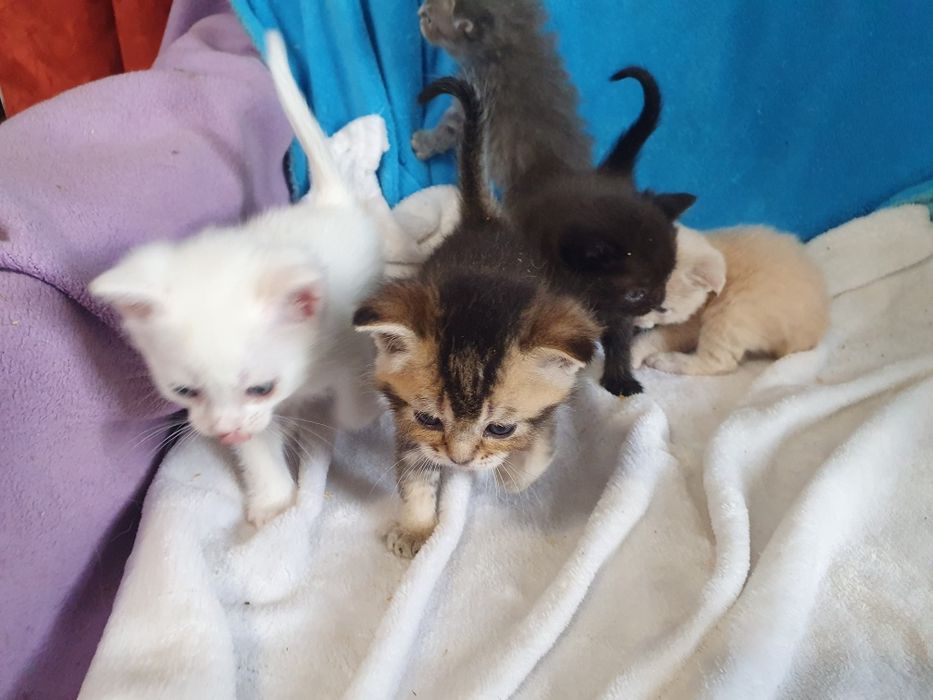 Котята шотланцы, все коты