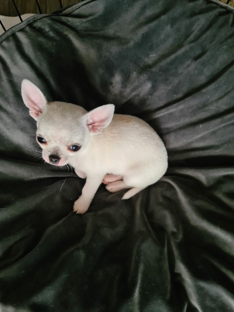 Chihuahua biały piesek Zkwp FCI