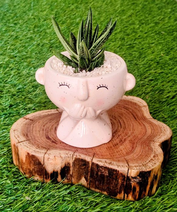 Arranjos com suculentas/ espadas