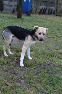 098957 Egon do adopcji