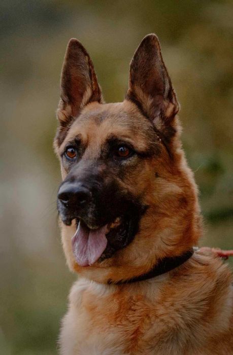 Bari w typie owczarka niemieckiego do adopcji