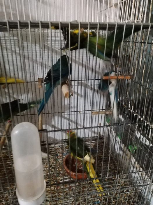 kakarikis verdes disponiveis