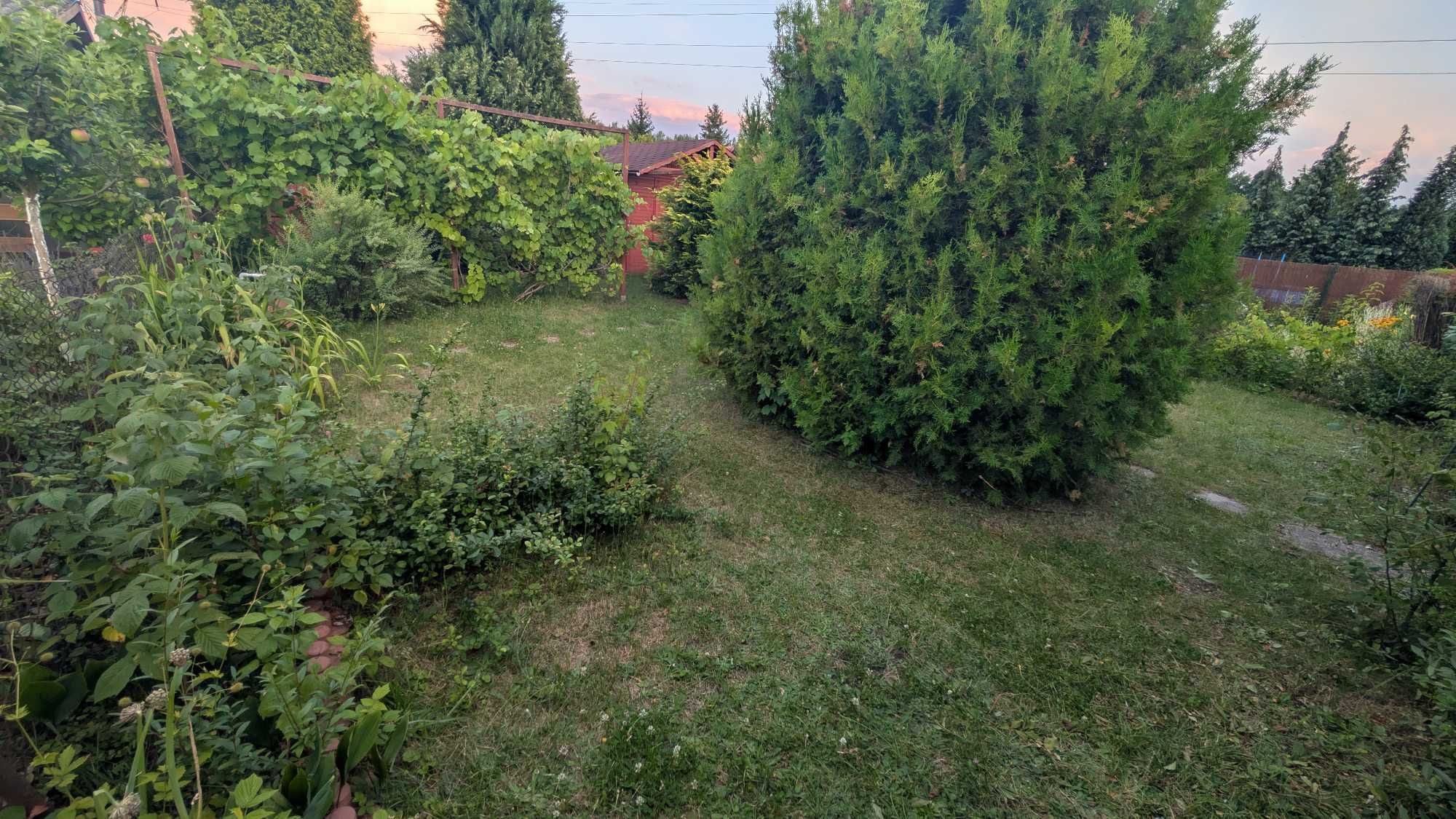 REZERWACJA Zadbana działka na ROD Radość