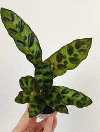 Calathea lancifolia Kalatea lancetolistna Maluszek