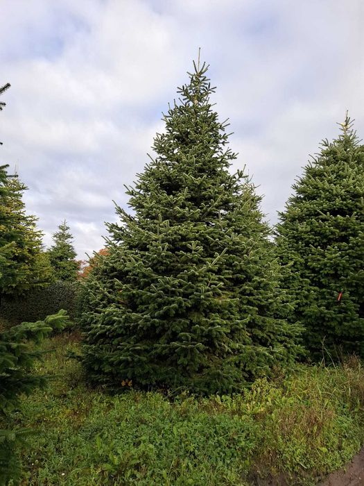 Jodła Kaukaska Cięta 400-500 cm lub w donicy 100-180 cm/ TuChoinki.pl