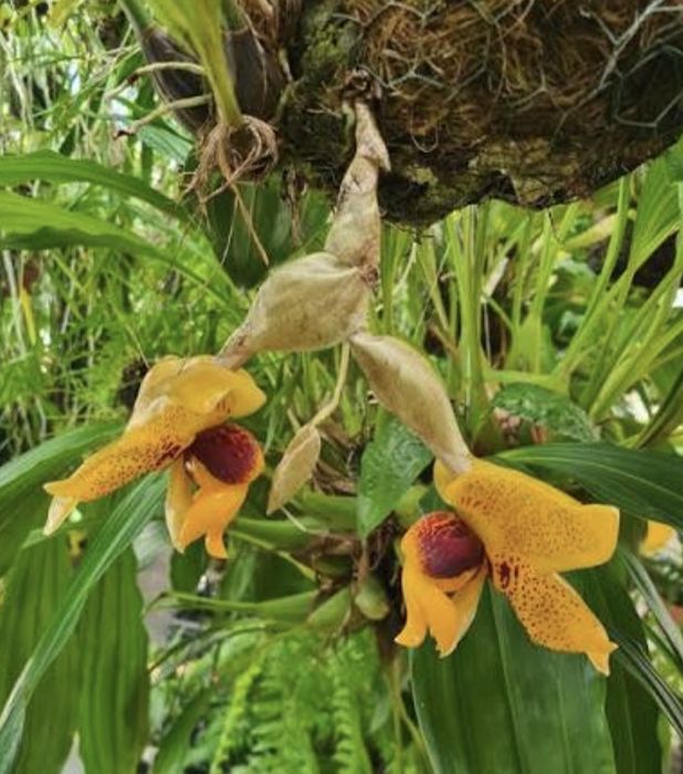 Хоста гигантея(голубые листья),Стангопея-1100грн