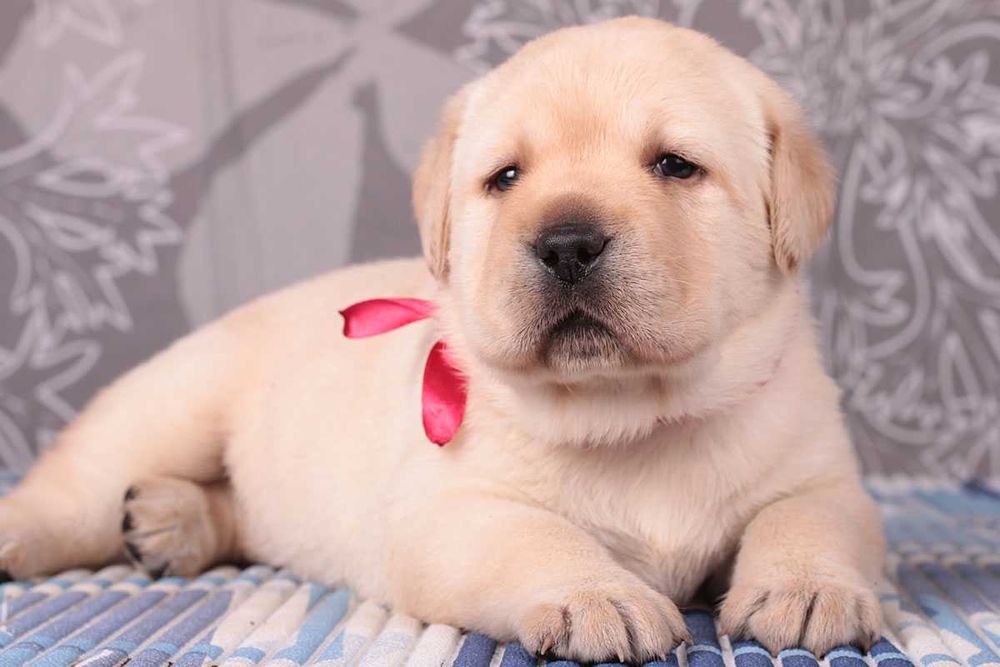 Породные палевые щенки лабрадора. Питомник