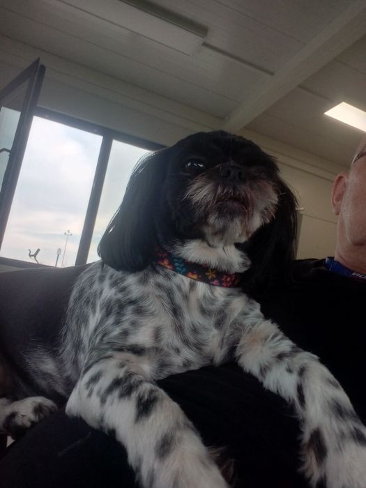 Shih tzu śliczna suczka