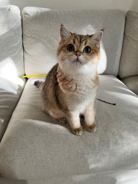 Gata para adoção: British Shorthair