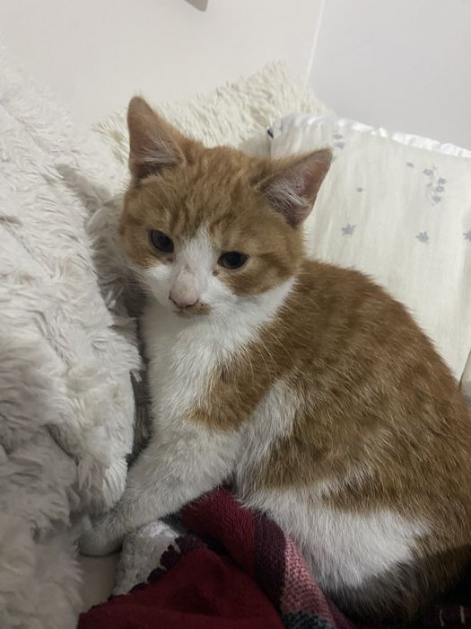 Oddam małe kotki w dobre ręce!!!
