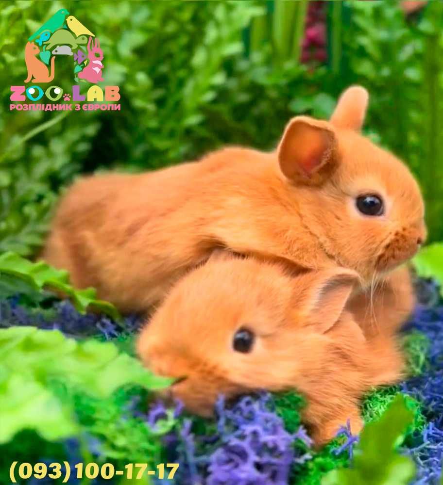 Крихітки! Нідерландські карлики, найменші кролики у світі