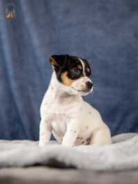 Jack Russell Terrier ZKwP FCI -  rezerwacja