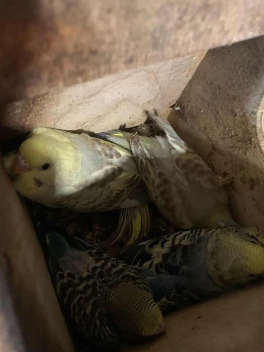 Varios periquitos para venda ou troca