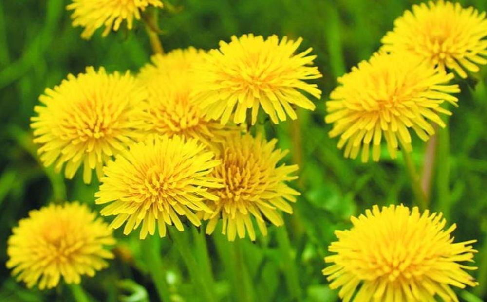 Насіння лікарських квітів