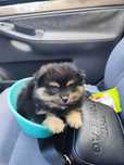 Spitz Alemão anão / Lulu da Pomerânia