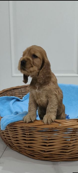 Piesek z  rodowodem. Cocker spaniel angiel