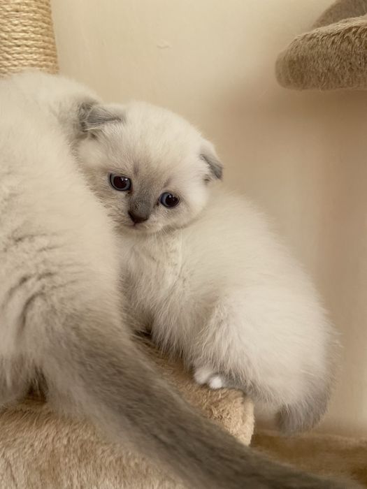 шотландські кошенята висловухі та прямовухі