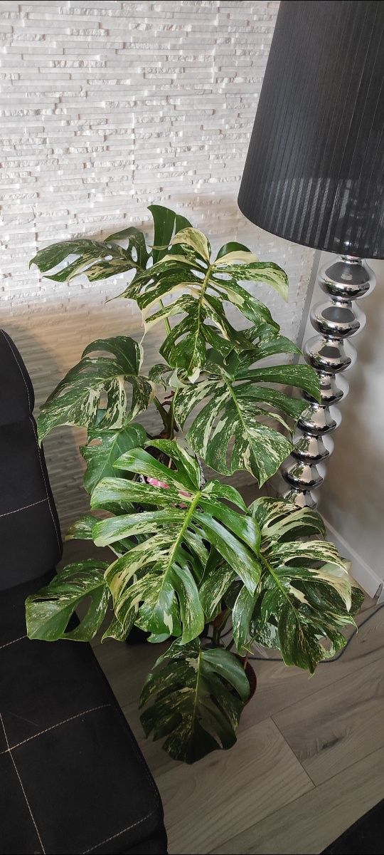 Monstera Variegata