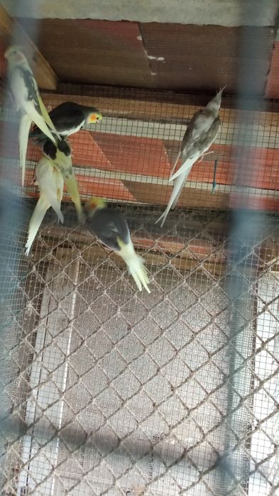 Caturras 2024 e 2025