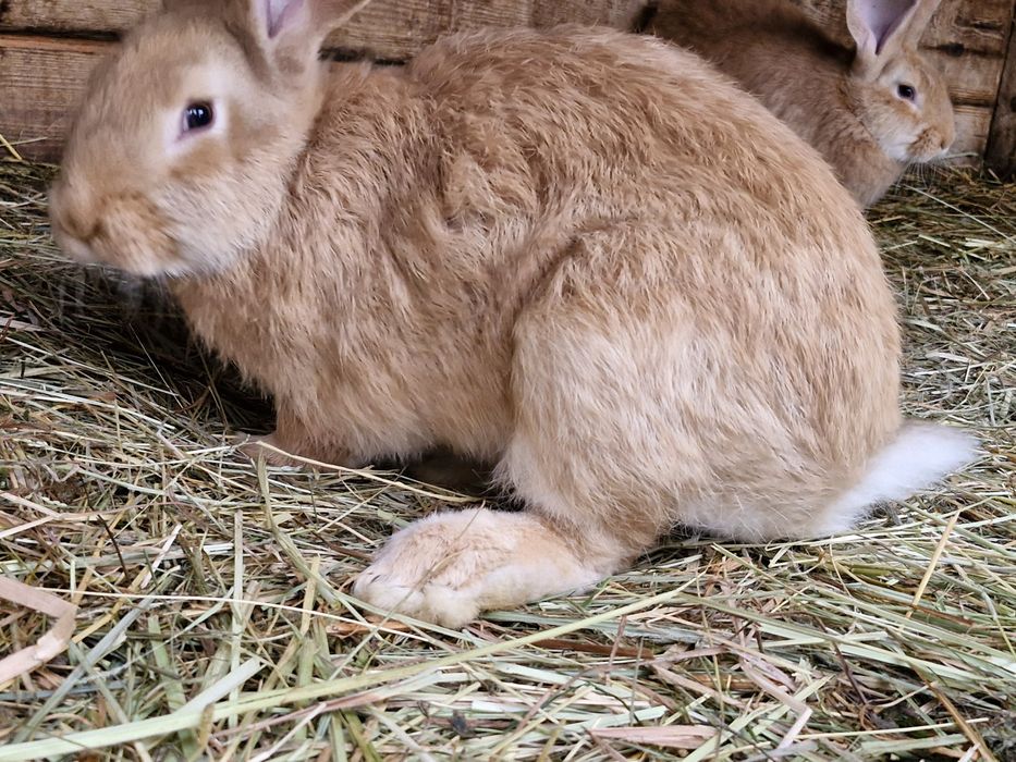 Sprzedam młode króliki