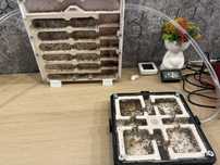 Колония pheidole yeensis в двух формикариях
