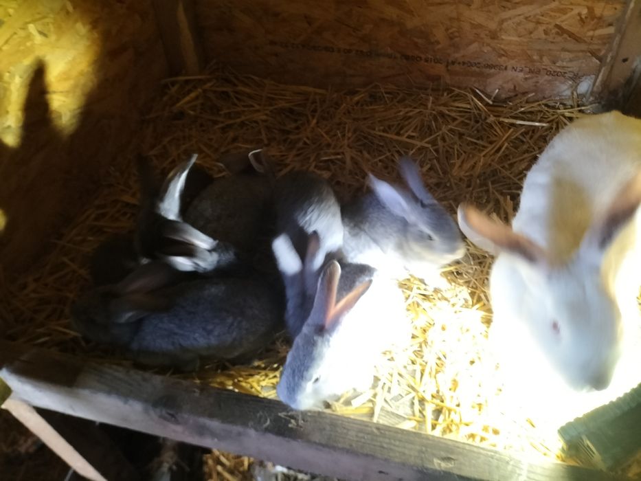 Sprzedam młode króliki