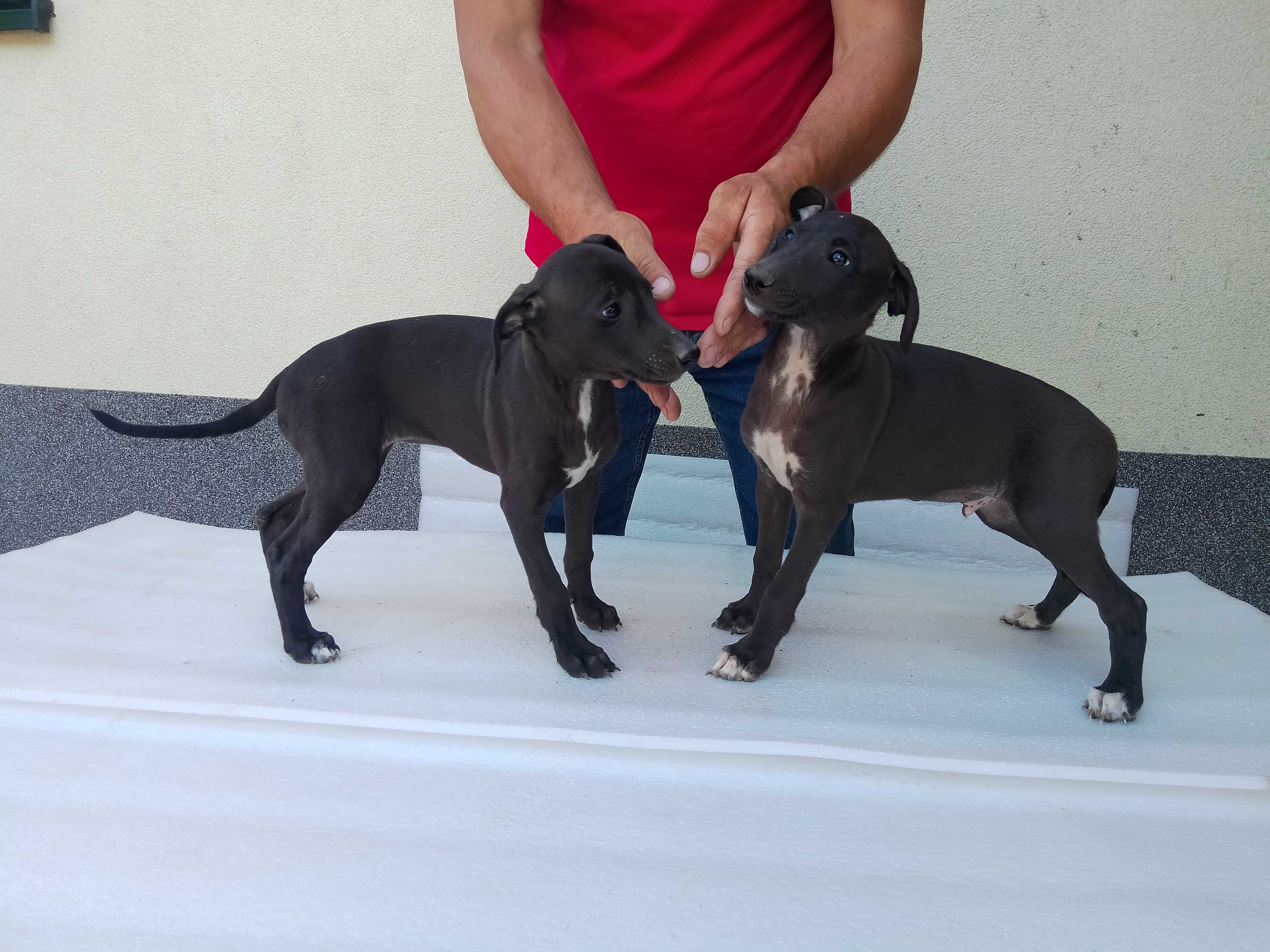 Chart Angielski Whippet