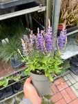 Salvia nemorosa 'Deep Blue' 1 szt. doniczka 12cm