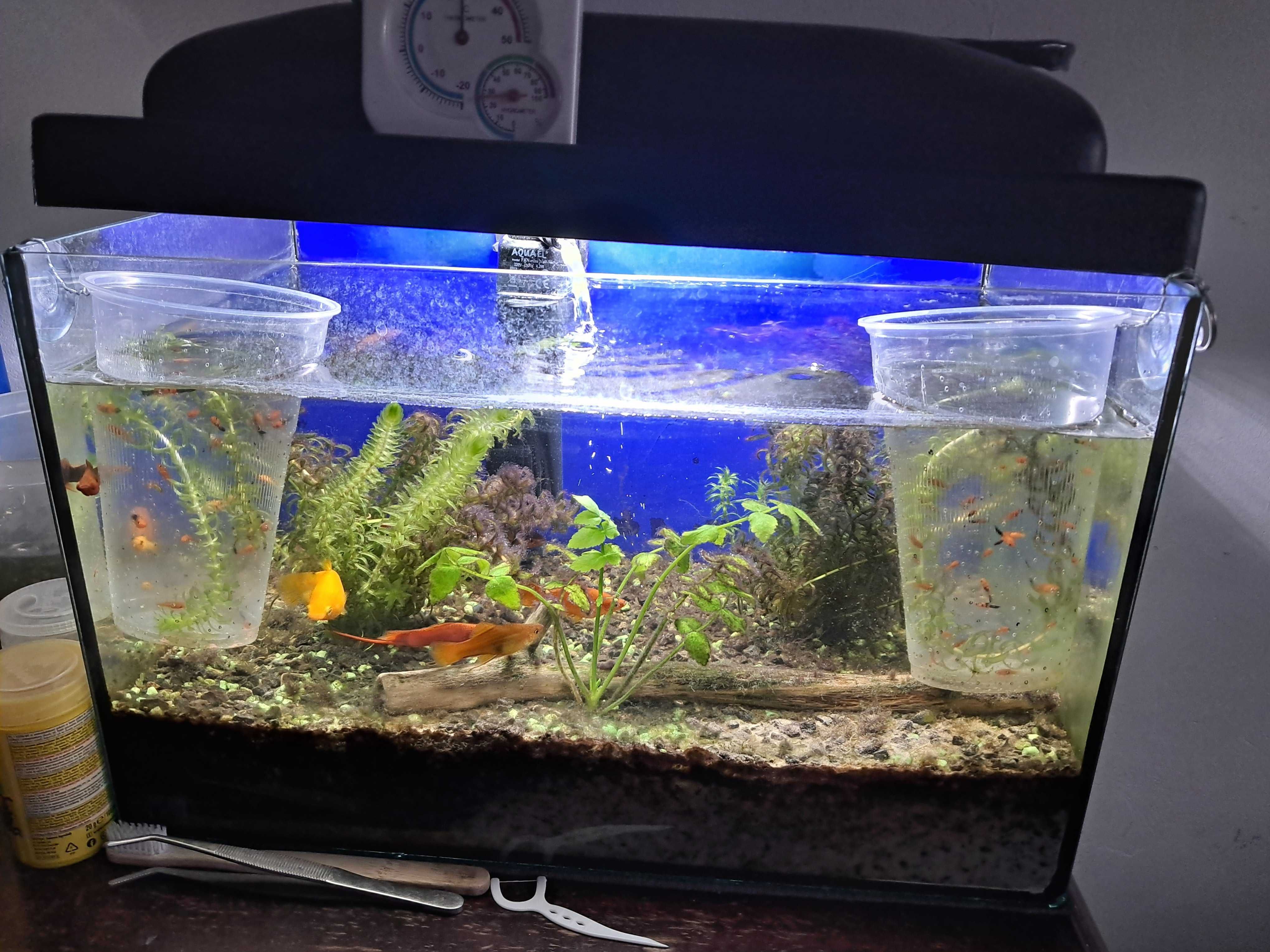 Sprzedam akwarium z rybami i sprzętem 40cmx25cmx25cm