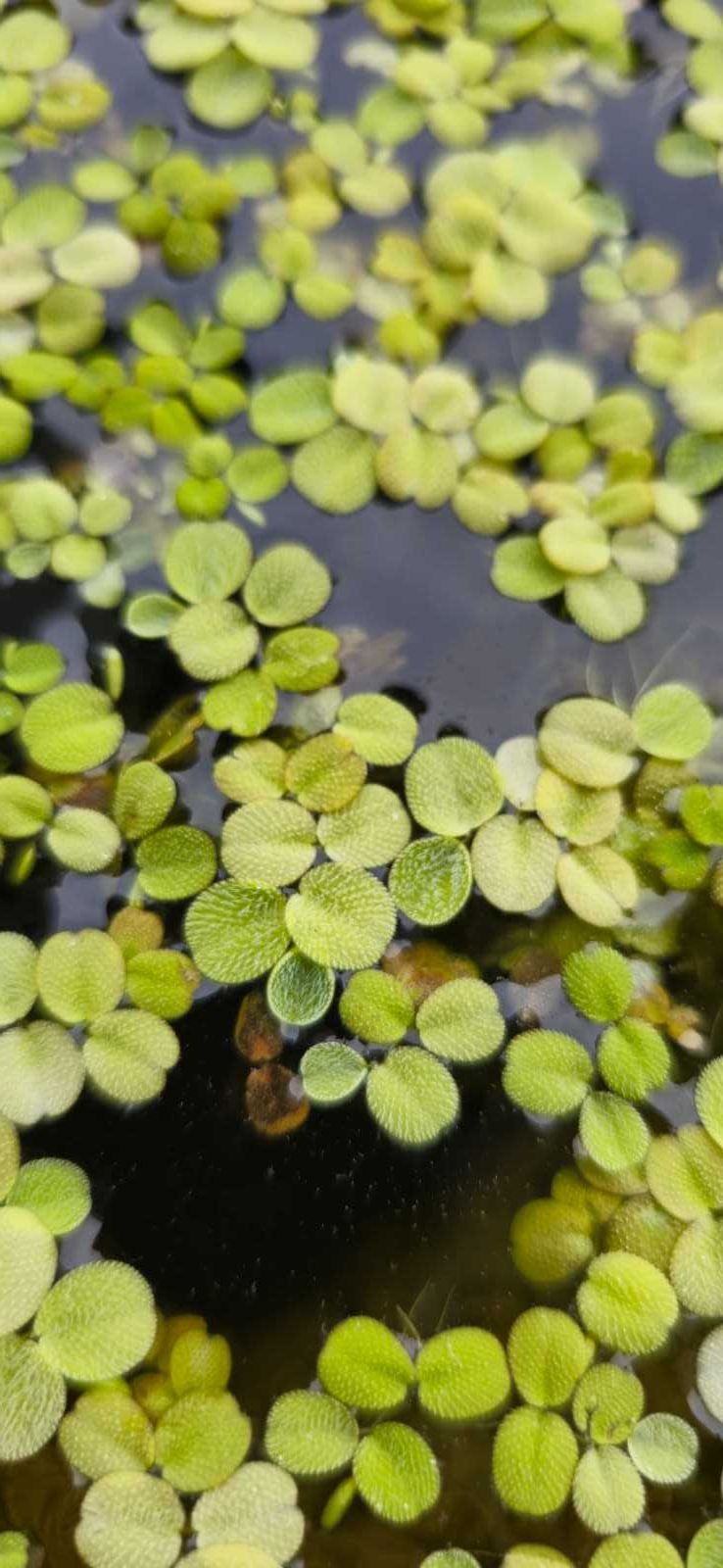 Salvinia Natans - Planta Flutuante para Aquários e Lagos