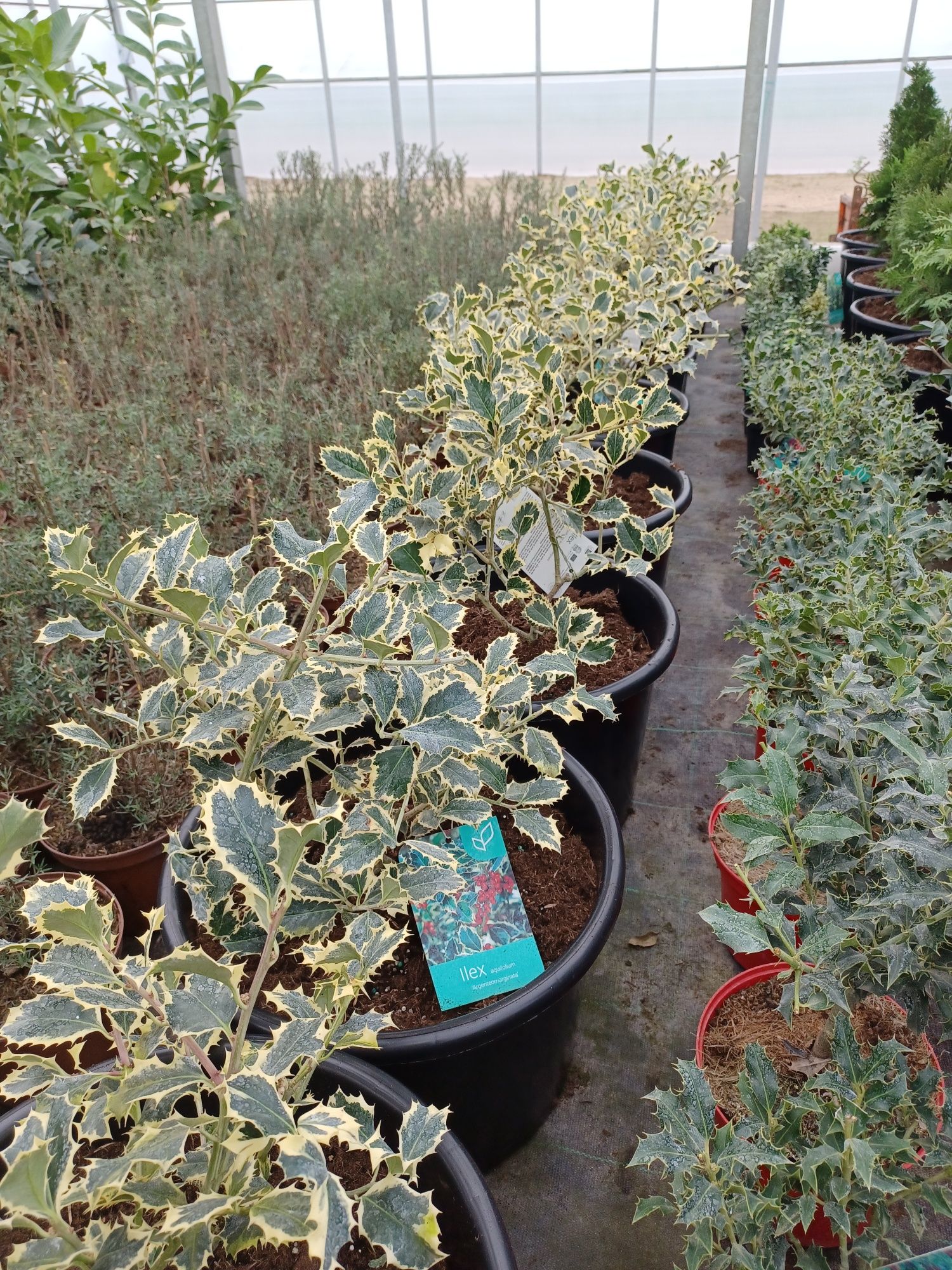 Avezinho / ilex aquifolium  argenteomarginata